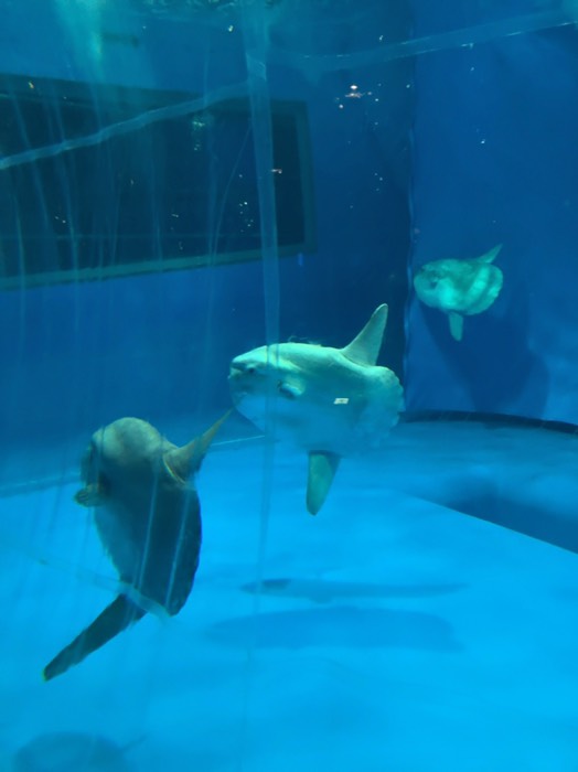 マンボウ 3匹もいた！