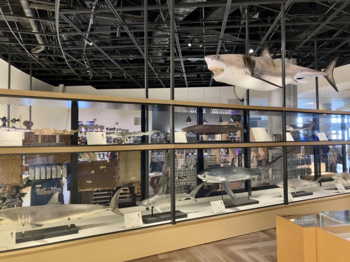 サメの剥製たくさん！