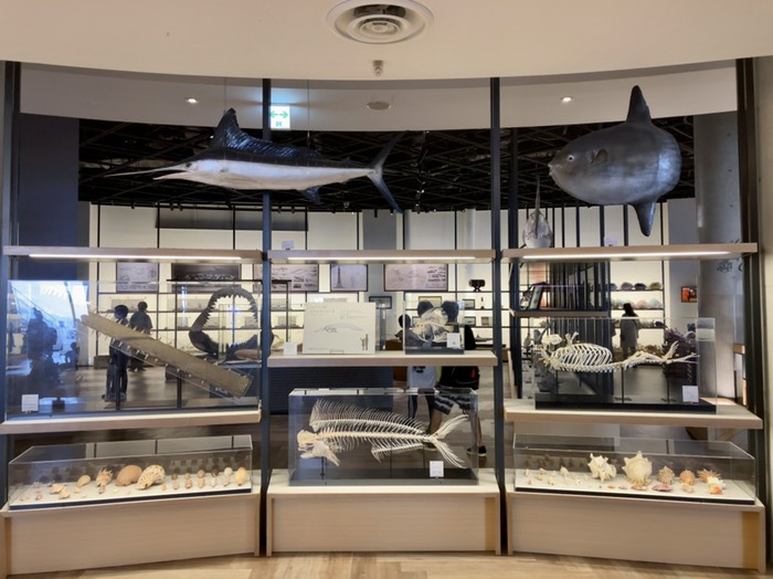 マカジキとマンボウなど