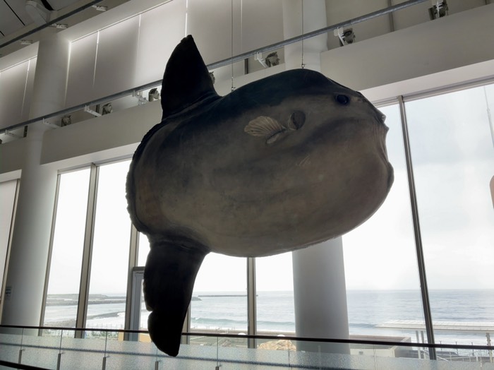 デカいマンボウの剥製