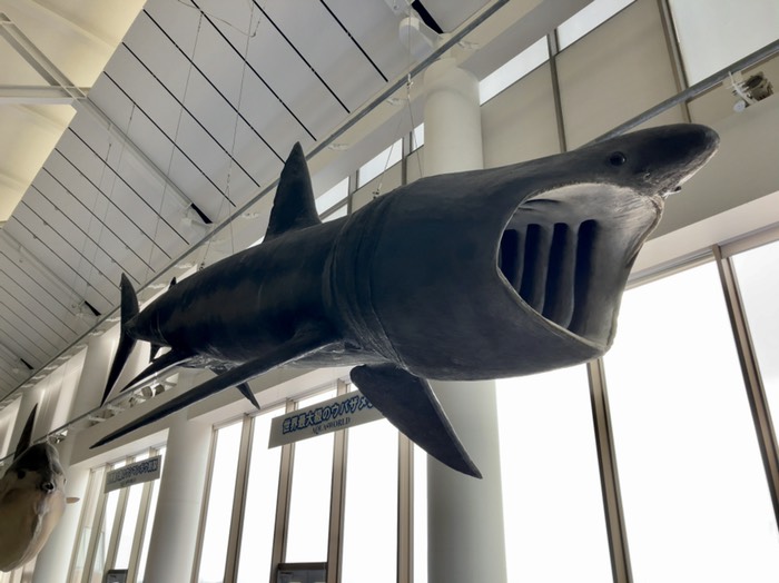 ウバザメの剥製