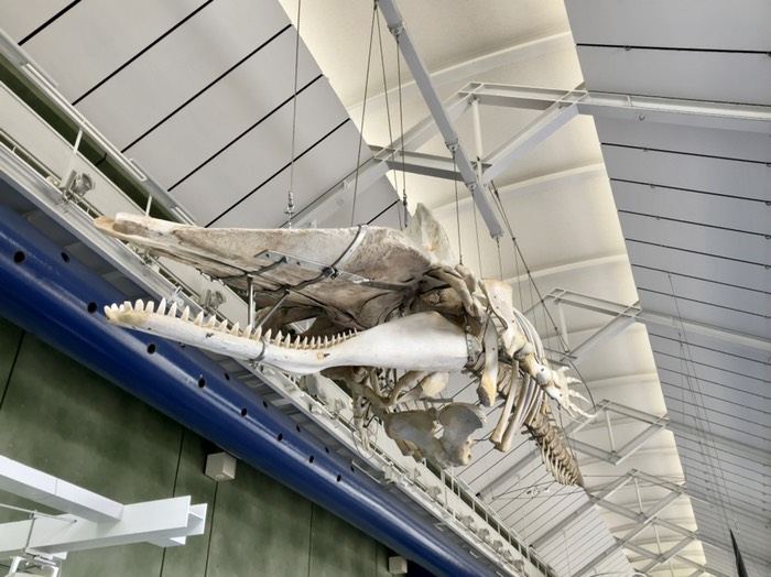 マッコウクジラの骨格標本！