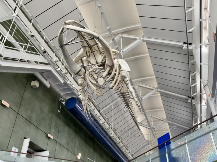 セミクジラ骨格標本