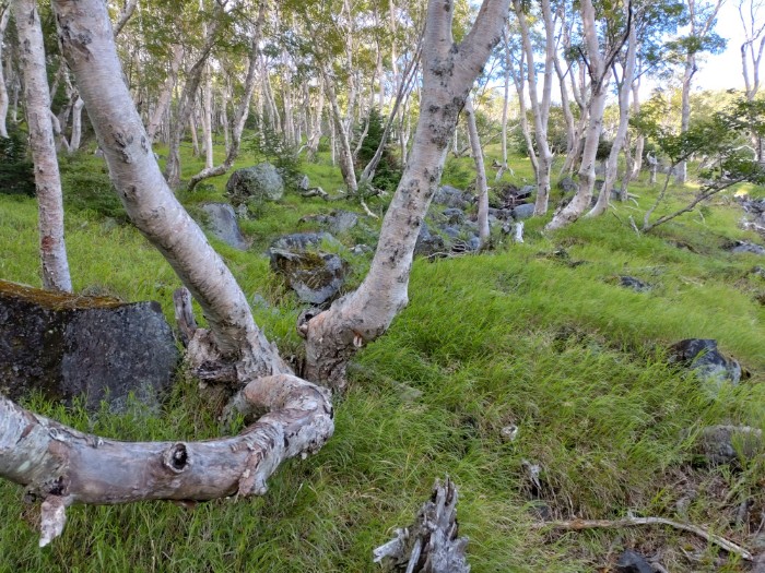 樹林帯 富士山休養林ハイキングコース