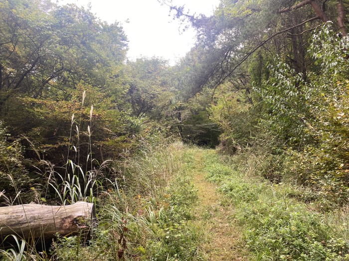 木の根、凸凹岩注意