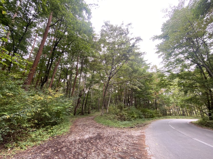 分岐　舗装路　林道