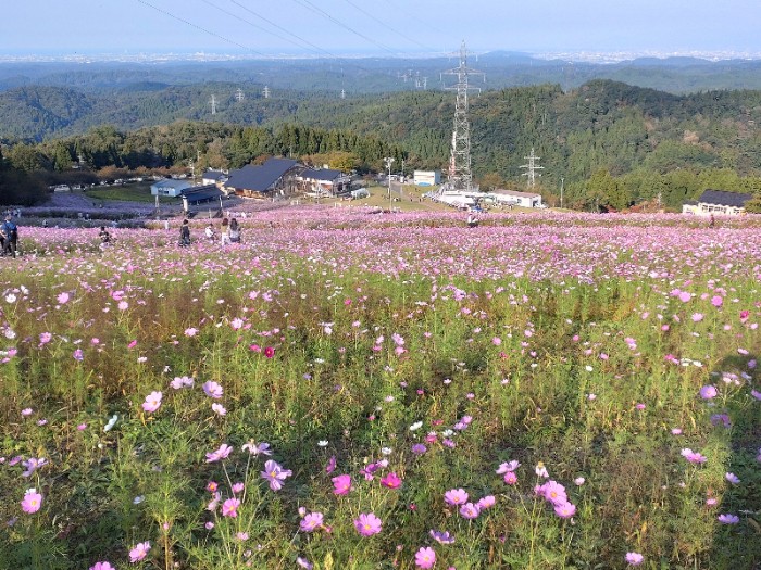 夢の平コスモスウォッチング