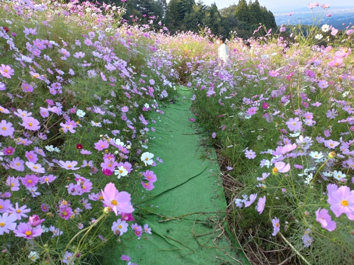 コスモスの迷路