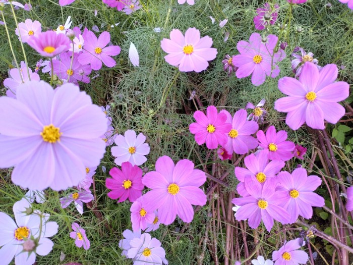 コスモス