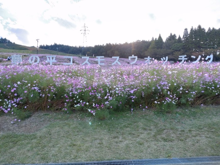 夢の平コスモスウォッチング