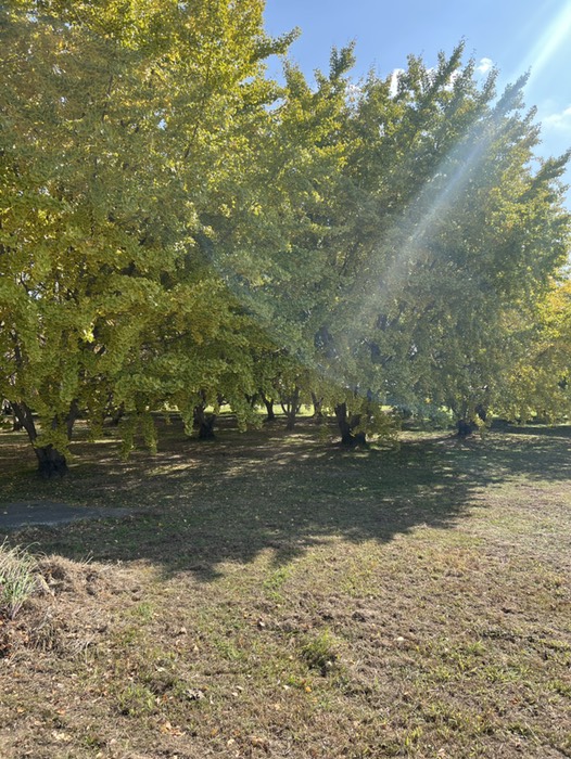 広川のイチョウ並木