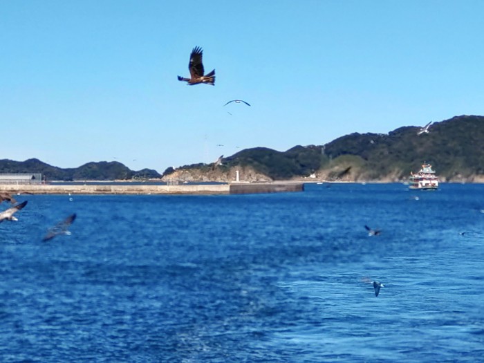 カモメの餌やり