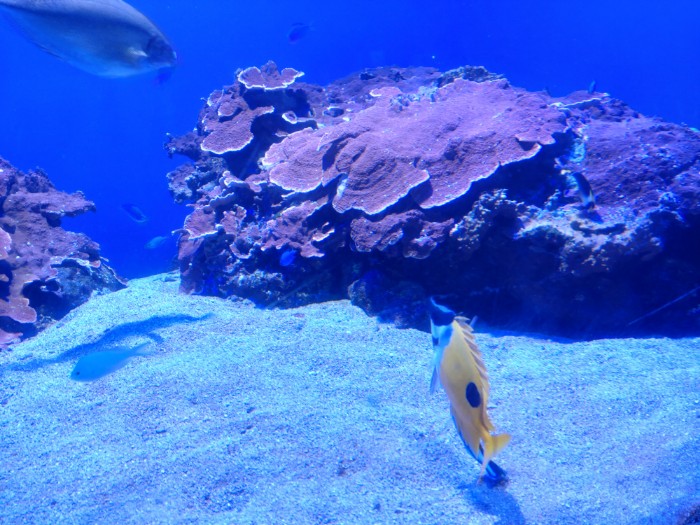 コーラルオーシャン