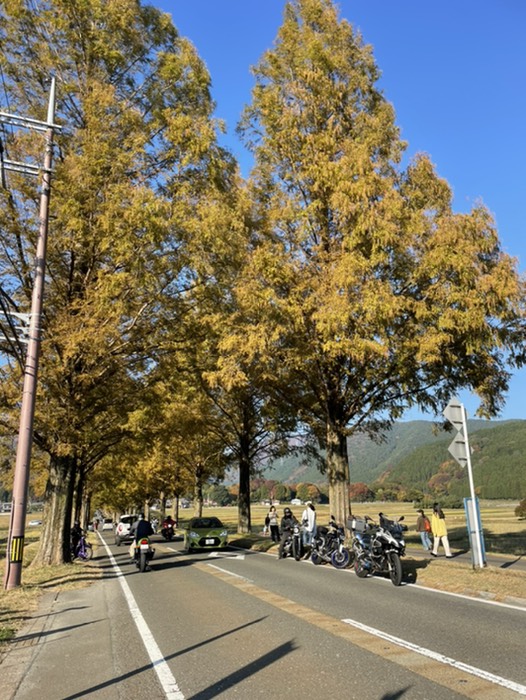 メタセコイア並木