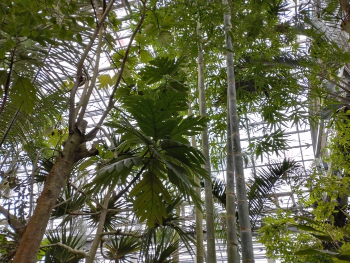 牧野植物園 温室