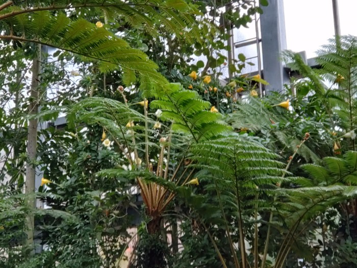 牧野植物園 温室