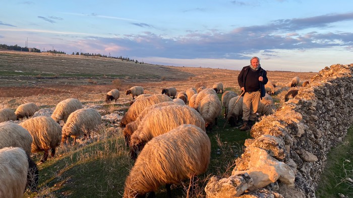 Schafhirte - auf unseren Spaziergängen um Midyat haben wir ihn getroffen 