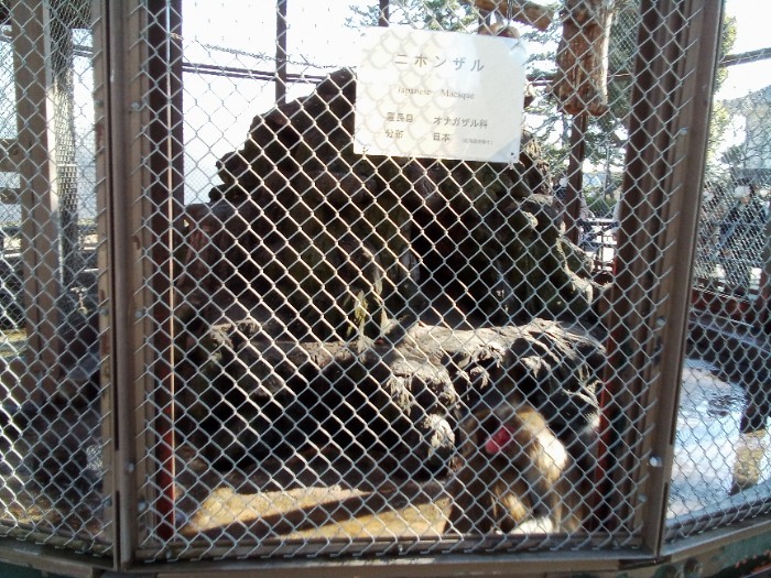 猿はマダいた。