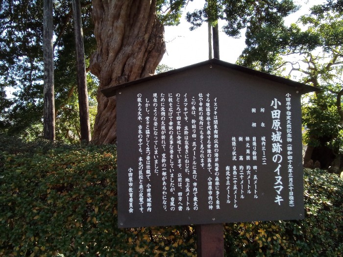 イヌマキと説明版