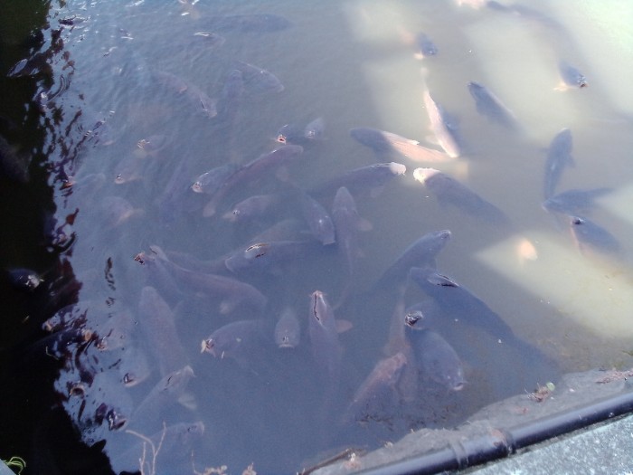 外堀の鯉