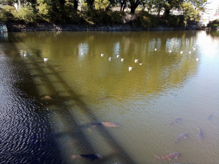 外堀の白い鳥