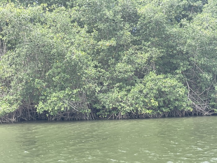 dense mangrove 