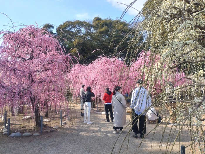 結城神社 梅林