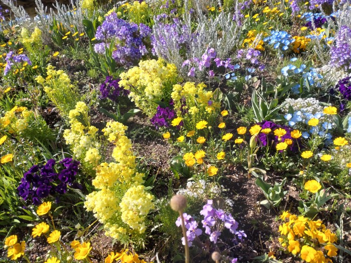 ブルーボネット