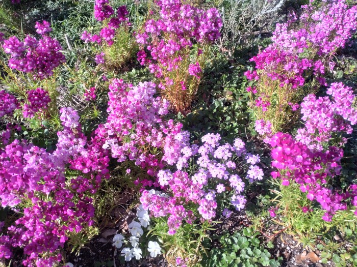 ブルーボネット