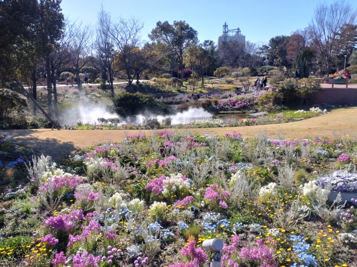 ブルーボネット