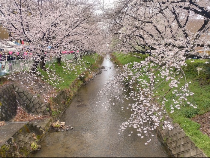 黒川 桜並木