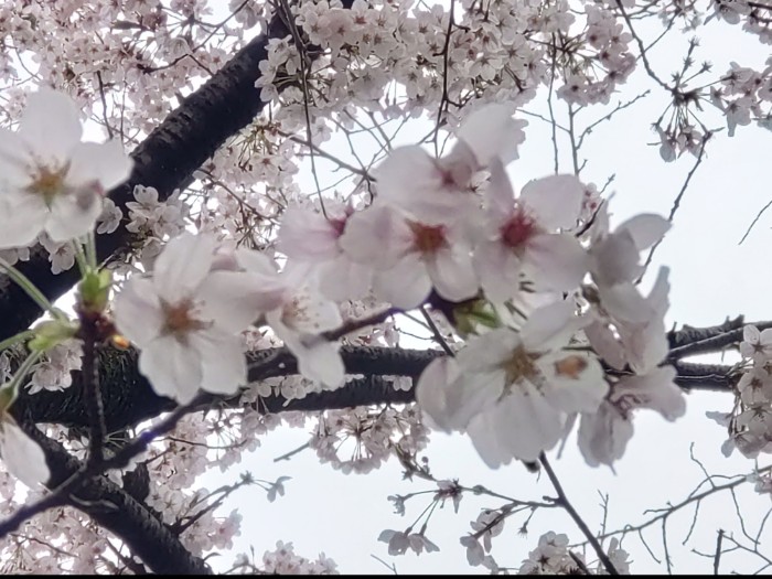 桜