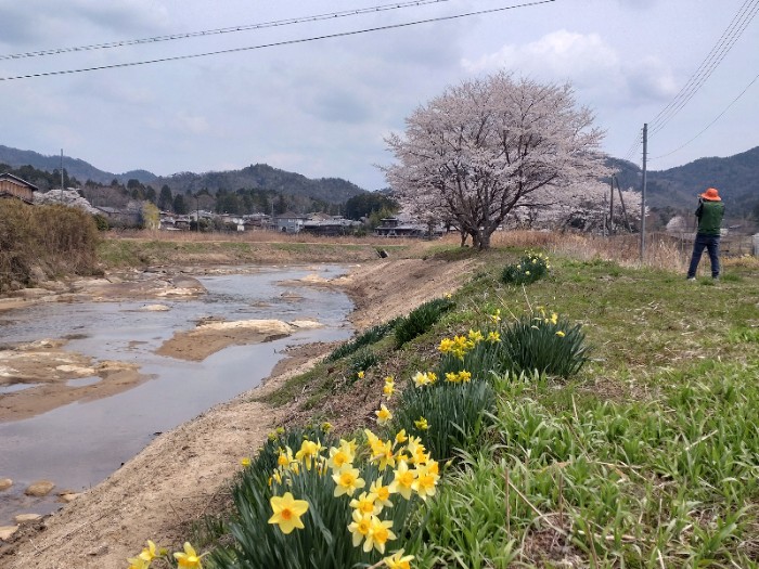 たぬき村の前 桜