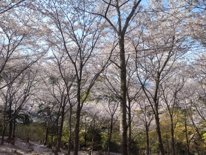 三井寺 桜
