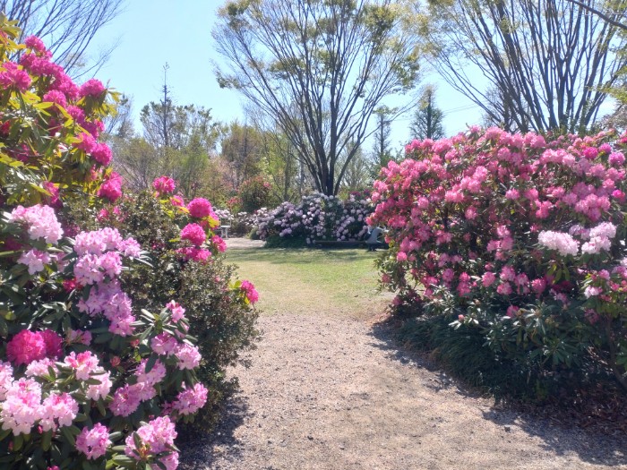 赤塚シャクナゲガーデン