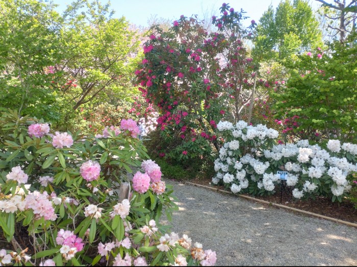 赤塚シャクナゲガーデン