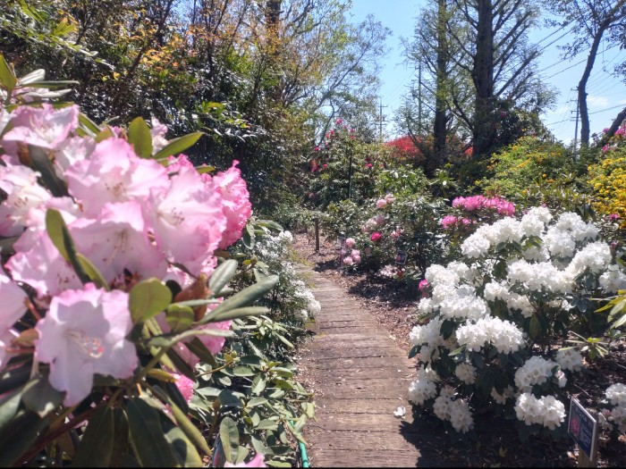 赤塚シャクナゲガーデン