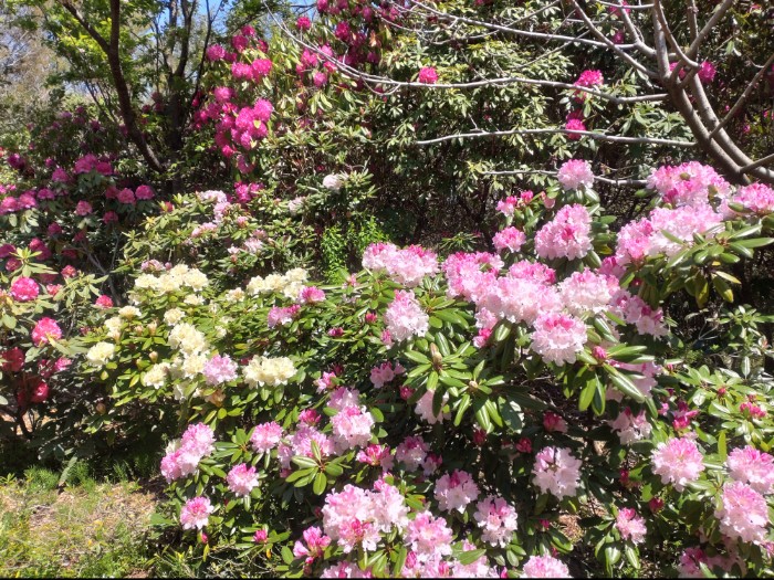 赤塚シャクナゲガーデン