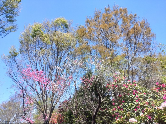 赤塚シャクナゲガーデン