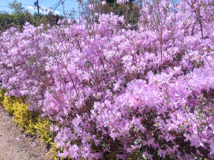 赤塚シャクナゲガーデン