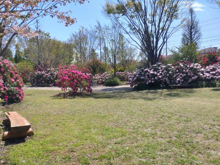 赤塚シャクナゲガーデン