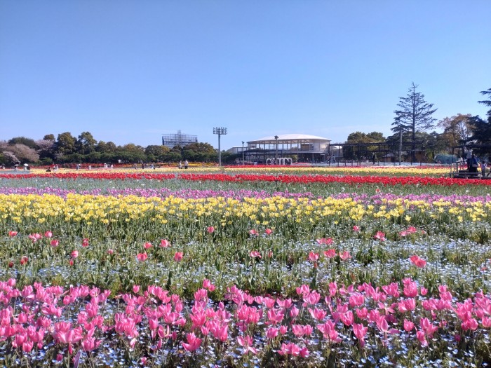 なばなの里 花ひろば