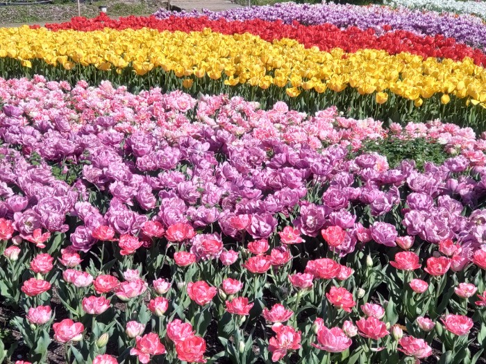 チューリップまつり