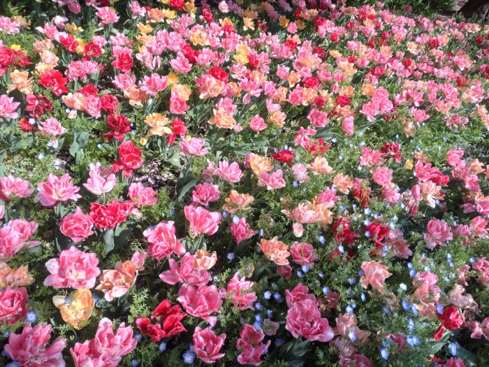 チューリップまつり