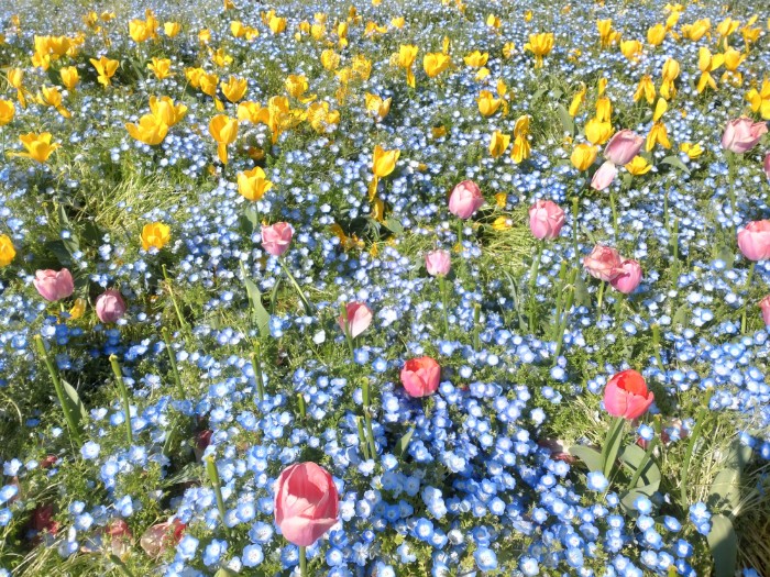 チューリップまつり