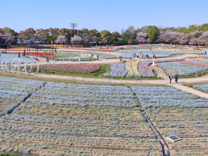 なばなの里 花ひろば