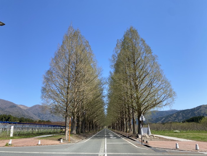 メタセコイア並木②