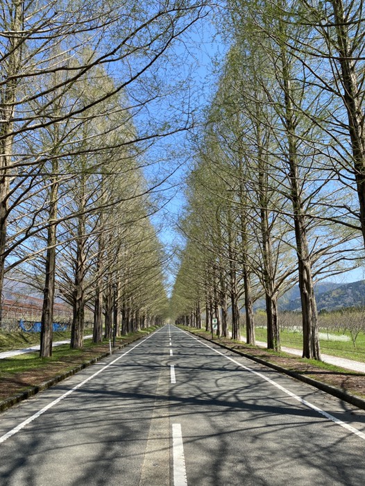 メタセコイア並木③