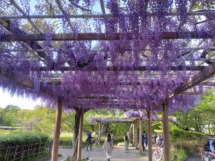 藤の回廊 (名城公園)