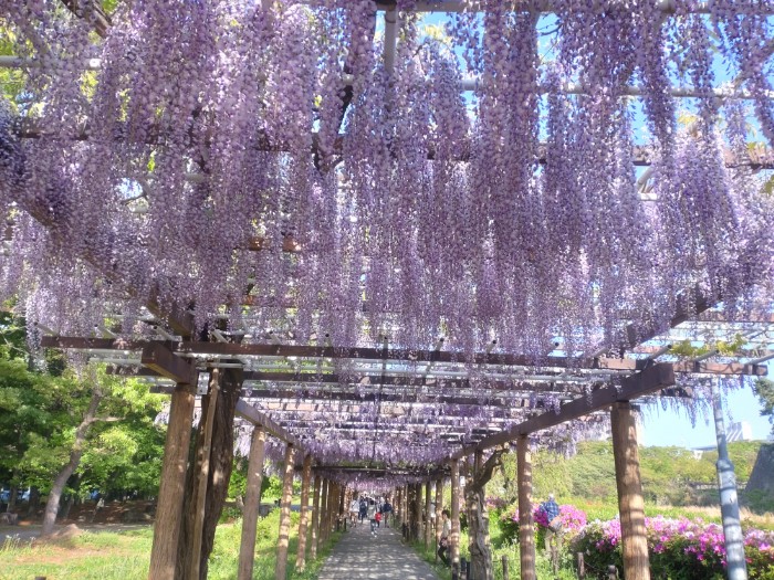 藤の回廊